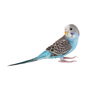 BUDGIE ( NORMAL )