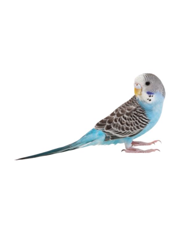 BUDGIE ( NORMAL )