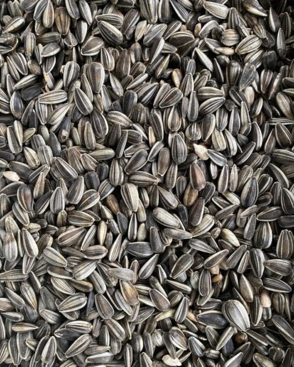 SUNFLOWER SEED BLACK WHITE STRIPE ( SMALL ) PER KG