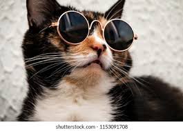 CAT SUNGLASSES