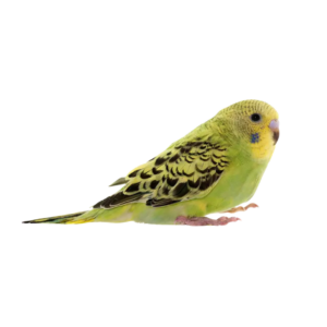 BUDGIE ( MEDIUM )