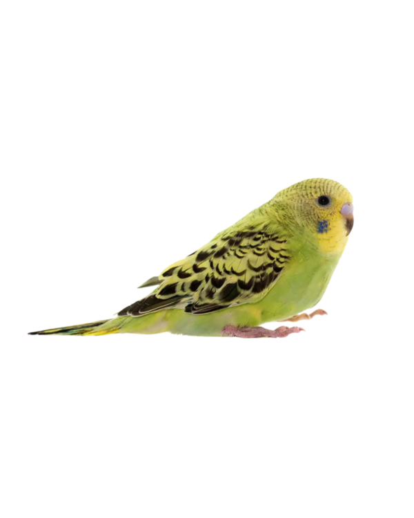 BUDGIE ( MEDIUM )
