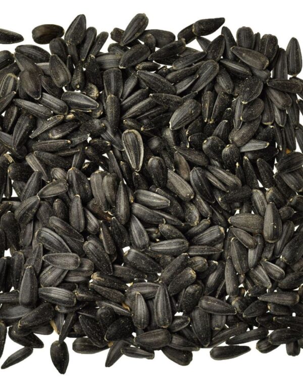 SUNFLOWER SEED BLACK ( MEDIUM ) PER KG