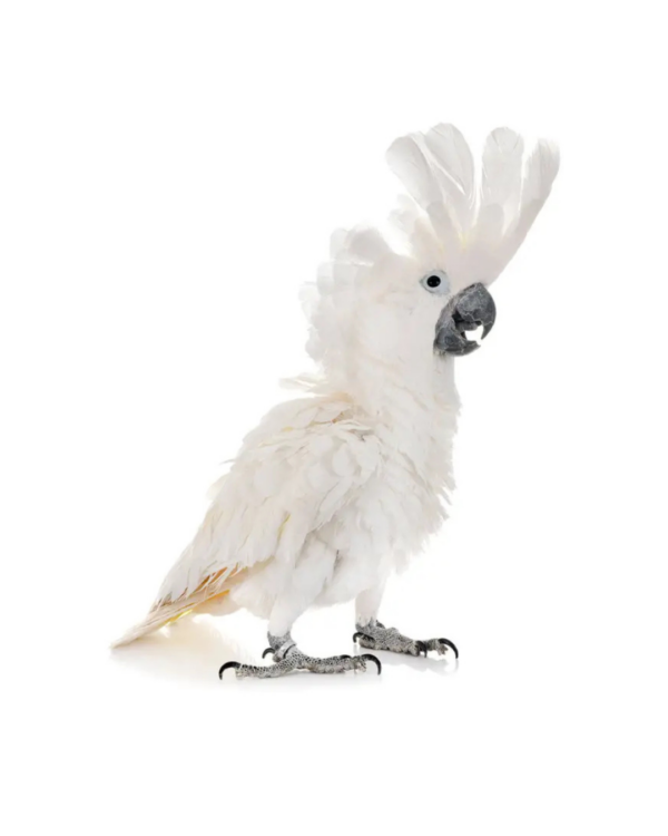 UMBRELLA COCKATOO