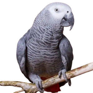 AFRICAN GREY PARROT