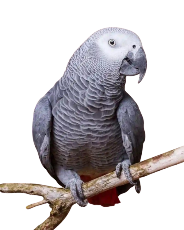 AFRICAN GREY PARROT