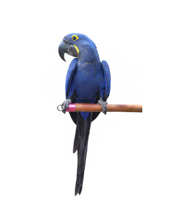 HYACINTH MACAW