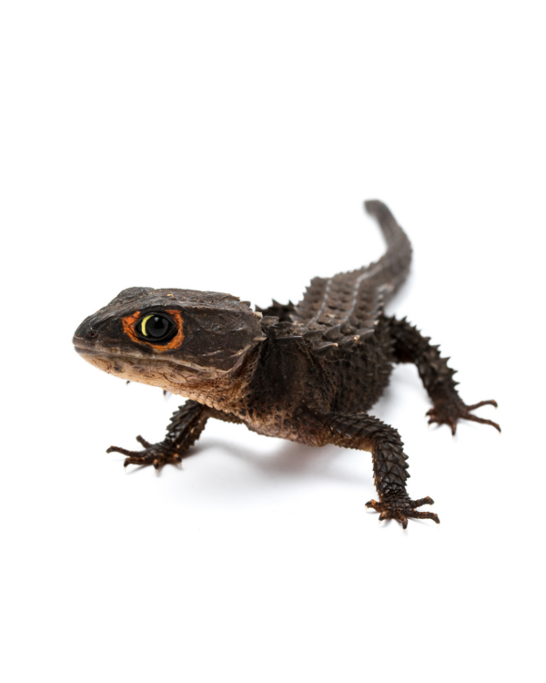 RED EYE SKINK